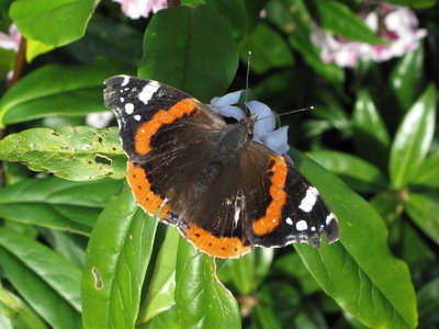 Red Admiral - Crawley, Sussex 30-Jan-2018