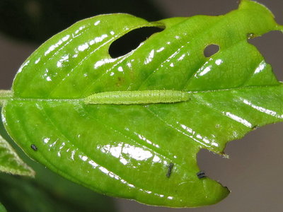 Brimstone larva (2nd instar) - Crawley, Sussex 3-June-2017