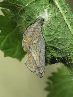 Red Admiral pupa - Crawley, Sussex 5-Apr-2017