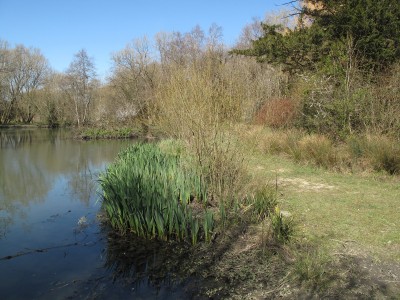 Rathlin Road Pond, Crawley
