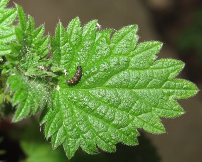 Red Admiral 2nd instar larva - Crawley, Sussex 12-Feb-2024
