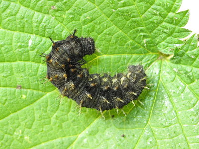 Red Admiral 6th instar larva - Crawley, Sussex 2-Apr-2017
