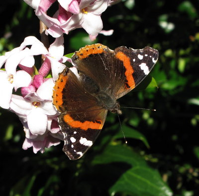 Red Admiral #1 - Crawley, Sussex 14-Feb-2019