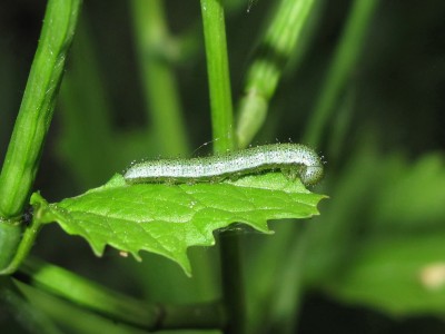 Orange-tip 4th instar feeding on leaf - Crawley, Sussex 10-May-2020