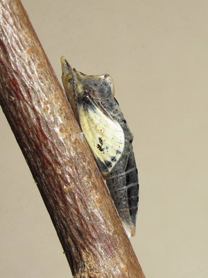 GVW pupa (6 hours before emergence) 19-April-2014