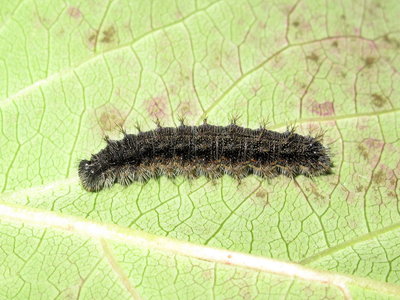 Painted Lady larva 5th instar - Crawley, Sussex 2-Dec-2019