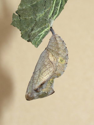 Red Admiral pupa 14-May-2019