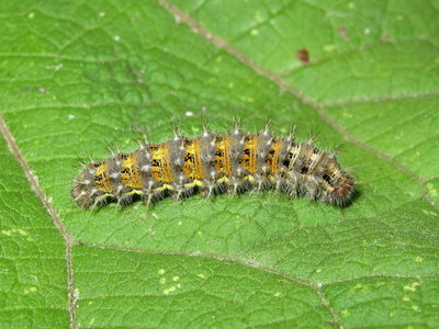 Painted Lady larva 5th instar (pale form) - Lancing, Sussex 13-Sept-2019