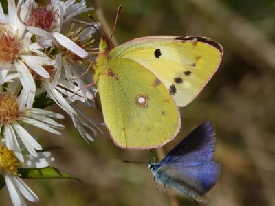 Clouded Yellow helice (Dave Cook) 26-Oct-2016