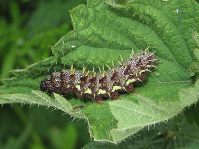 Red Admiral 5th instar larva - Crawley, Sussex 27-May-2018
