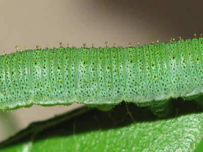 Brimstone larva 5th instar (body close-up) - Caterham, Surrey 30-May-2012