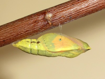 Clouded Yellow pupa (19 mins before emergence, abdominal segments distended) - Crawley, Sussex 24-Oct-2020