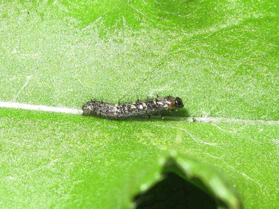 Painted Lady larva 2nd instar (moulting) - Crawley, Sussex 15-Aug-2019