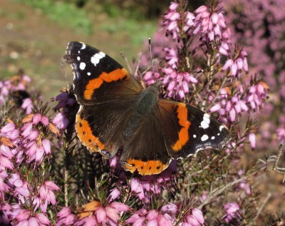 Red Admiral - Crawley, Sussex 9-March-2021