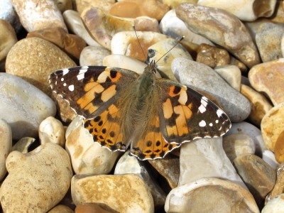 Painted Lady - Lancing, Sussex 18-Aug-2020