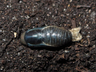 Common Blue pupa (1 day before emergence) 13-June-2012