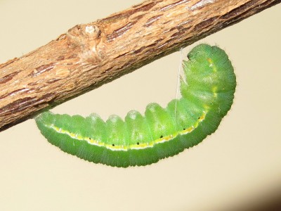 Clouded Yellow larva 23 hours before pupation - Crawley, Sussex 14-Oct-2020