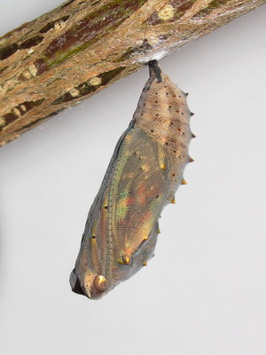 Painted Lady pupa (10 hours before emergence) - Crawley, Sussex 6-May-2018
