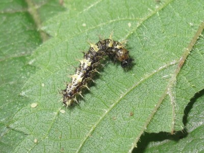 Comma larva 3rd instar (pre-moult) - Crawley, Sussex 3-Aug-2021