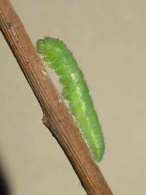 GVW larva (2 hours before pupation) - Crawley, Sussex 30-May-2015