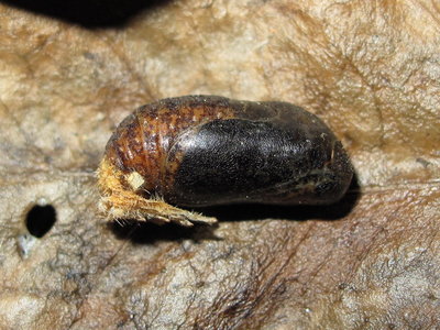 Brown Hairstreak Pupa (L2) 3 days before hatching 2-July-11