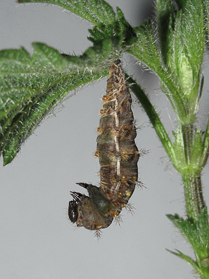 Red Admiral larva pupating - Crawley, Sussex 14-Apr-2017