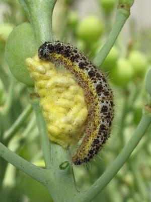 Large White larva (parasitised) - Lancing, Sussex 4-July-2021