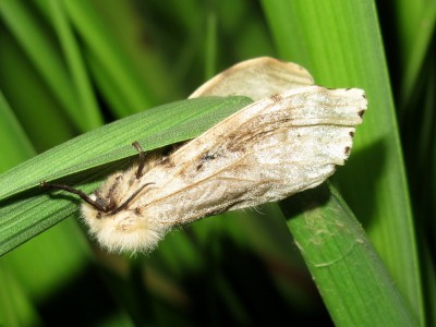 Gypsy Moth female - Crawley, Sussex 22-Aug-2023