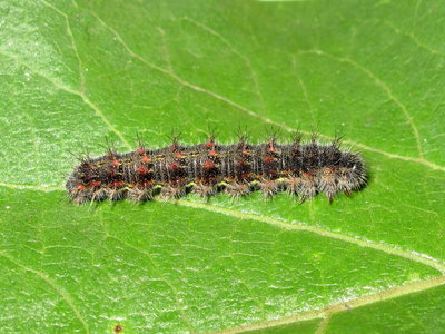 Painted Lady larva 5th instar (variation) - Crawley, Sussex 9-Nov-2019