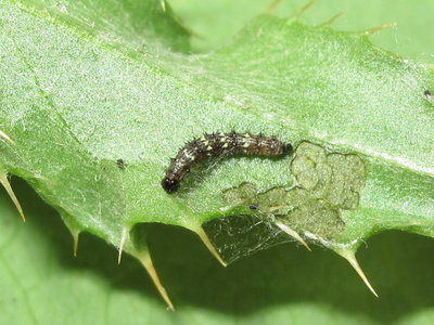 Painted Lady larva 2nd instar - Crawley, Sussex 13-Aug-2019