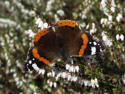 Red Admiral - Crawley, Sussex 9-March-2017