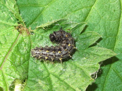 Red Admiral larva (mid 4th instar) 27-March-2017