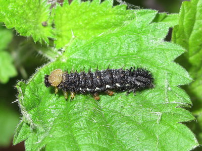 Red Admiral larva (moulting to 5th instar) - Crawley, Sussex 31-July-2017 (L1)
