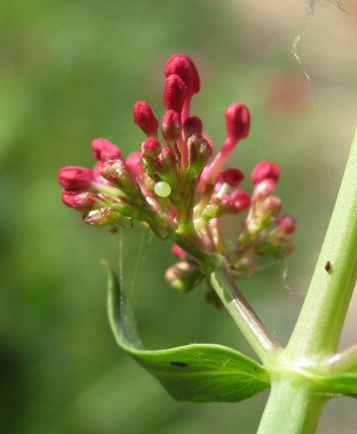 Humming-bird Hawk-moth egg - Lancing, Sussex 31-July-2024