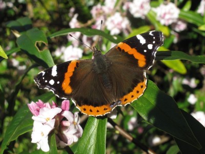 Red Admiral #1 - Crawley, Sussex 6-Feb-2023