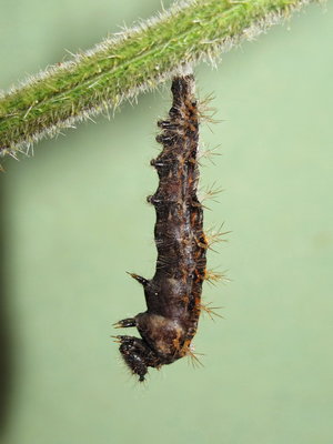 Comma larva (seconds from pupation) - Caterham, Surrey 22-Sept-2012