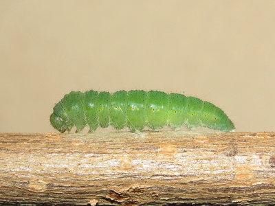 Larva suspended - 11 hours before pupation<br />26-Oct-2018