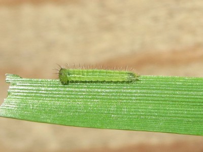 Speckled Wood larva (second instar) - Crawley, Sussex 7-June-2014