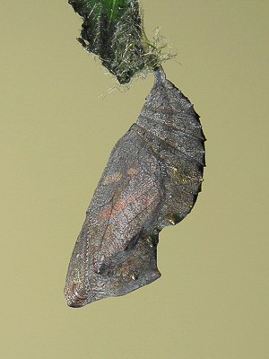 Red Admiral pupa (21 hours before emergence) - Crawley, Sussex 29-Apr-2017