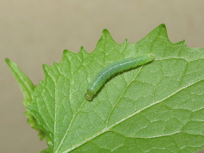 GVW third instar larva (pre-moult) - Crawley, Sussex 20-May-2015