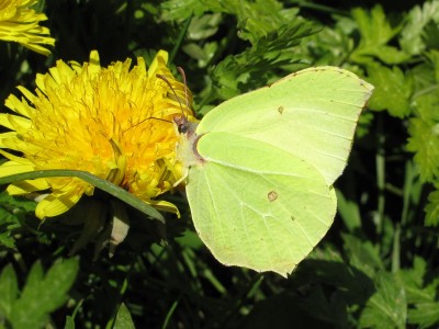 Brimstone male - Crawley, Sussex 27-March-2020