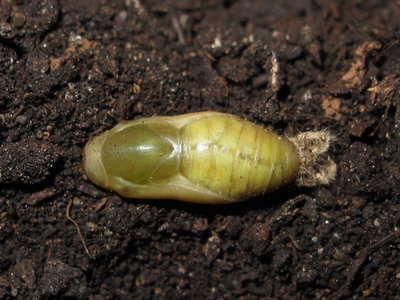 Common Blue pupa (3 days before emergence) 11-June-2012