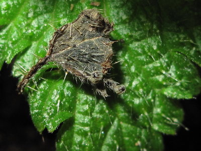 Red Admiral eggs (now open) - Crawley, Sussex 25-Feb-2018