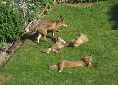 Vixen and cubs - Crawley, Sussex 4-June-2023