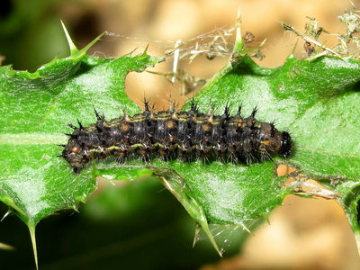 Painted Lady larva 4th instar (coloured form) pre-moult - Crawley, Sussex 22-Aug-2019