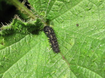 Red Admiral larva (4th instar) - Lancing, Sussex 23-Mar-2019