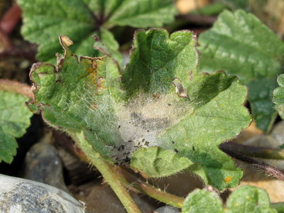 Painted Lady larval shelter (2nd instar) on Mallow - Lancing, Sussex 19-Sept-2019