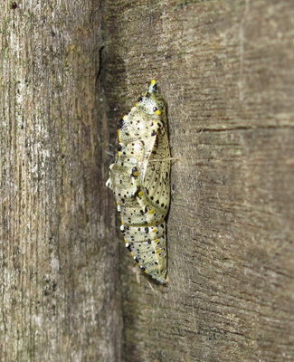 Large White pupa (L1) - Lancing, Sussex