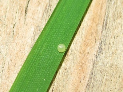 Fresh Speckled Wood egg - Crawley, Sussex 13-June-2014