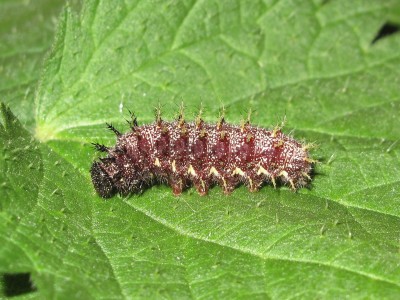 Red Admiral 5th instar larva - Lancing, Sussex 11-Sept-2019 (L10 )